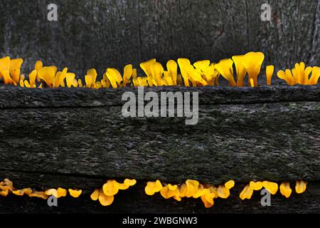 Belles images de nature exprimée d'un champignon de gel d'orange qui pousse sur le vieux bois, pour l'amour de l'art. Dacryopinax spathularia Banque D'Images