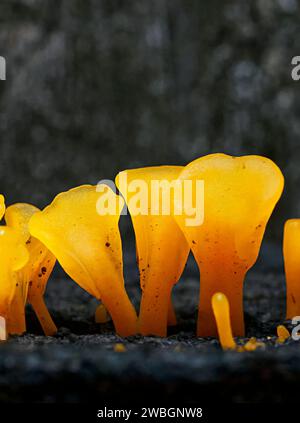 Belles images de nature exprimée d'un champignon de gel d'orange qui pousse sur le vieux bois, pour l'amour de l'art. Dacryopinax spathularia Banque D'Images