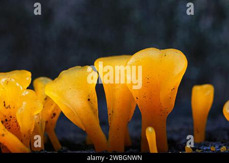 Belles images de nature exprimée d'un champignon de gel d'orange qui pousse sur le vieux bois, pour l'amour de l'art. Dacryopinax spathularia Banque D'Images