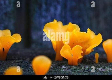 Belles images de nature exprimée d'un champignon de gel d'orange qui pousse sur le vieux bois, pour l'amour de l'art. Dacryopinax spathularia Banque D'Images