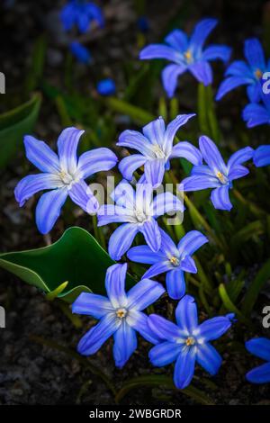 Gros plan des fleurs bleues éclatantes de la gloire de la neige qui fleurissent au printemps Banque D'Images