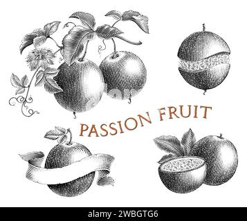 Fruit de la passion dessin à la main vintage gravure style noir et blanc clip art Illustration de Vecteur