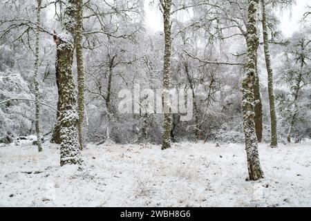 Bouleau couvert de gel et de neige dans la campagne écossaise. Grantown sur Spey, Highlands, Écosse Banque D'Images