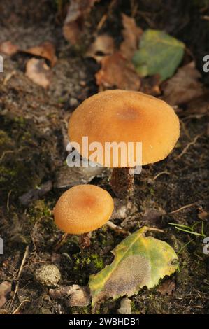 Gros plan vertical naturel sur un groupe de champignons Scurfy Deceiver comestibles émergents de couleur orange, Laccaria proxima Banque D'Images