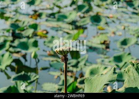 Douche, la graine de lotus est le produit de la fleur royale de lotus. Peut manger avoir des propriétés médicinales aide à nourrir le sang comme une plante qui pousse dans l'eau. Banque D'Images