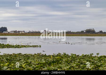 Lac Tohopekaliga près de Kissimmee en Floride, USA Banque D'Images