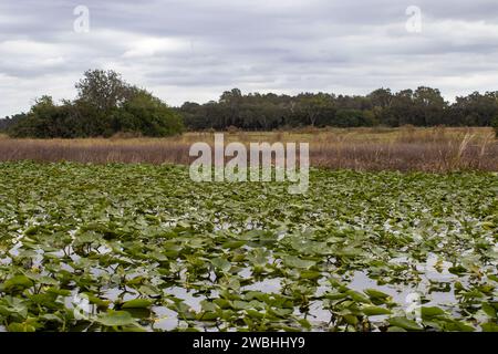 Lac Tohopekaliga près de Kissimmee en Floride, USA Banque D'Images