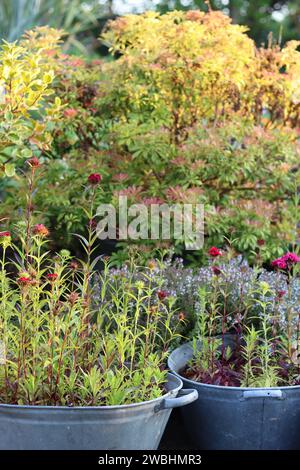 Baignoires galvanisées vintage utilisées comme récipients à plantes, remplies de fleurs de dianthus, entourées de jardinières sur un patio Banque D'Images