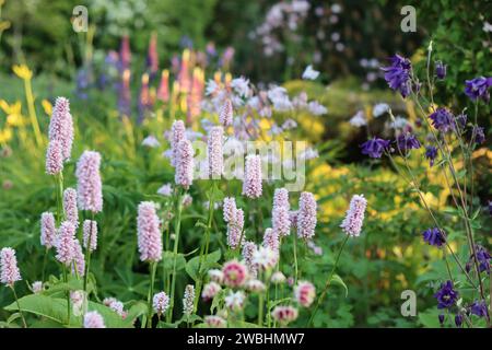 Cottage bordure de jardin avec persicaria, aquilegia et lupins dans le doux soleil du soir Banque D'Images