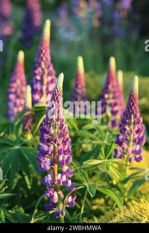 Groupe de lupins violets et blancs sous doux soleil du soir Banque D'Images