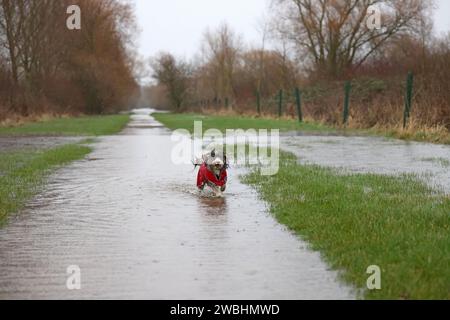 Cookie le chien cacapoo profite d'une éclaboussure dans l'eau de crue alors que la rivière Nene a franchi ses rives à Peterborough, Cambridgeshire, le 2 janvier 2024. Banque D'Images