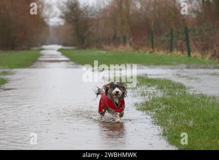 Cookie le chien cacapoo profite d'une éclaboussure dans l'eau de crue alors que la rivière Nene a franchi ses rives à Peterborough, Cambridgeshire, le 2 janvier 2024. Banque D'Images