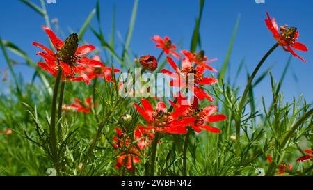 Tulipe chinoise, Adonis Flammea. Une plante herbacée annuelle qui fleurit dans les champs et roche au printemps. Ciel bleu en arrière-plan et champs verts. Banque D'Images