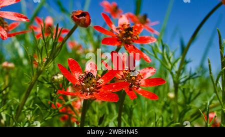 Tulipe chinoise, Adonis Flammea. Une plante herbacée annuelle qui fleurit dans les champs et roche au printemps. Ciel bleu en arrière-plan et champs verts. Banque D'Images