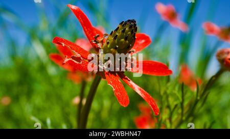 Tulipe chinoise, Adonis Flammea. Une plante herbacée annuelle qui fleurit dans les champs et roche au printemps. Ciel bleu en arrière-plan et champs verts. Banque D'Images