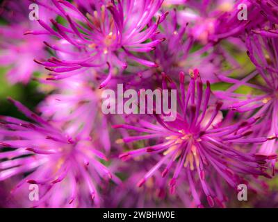 Cette image vibrante met en valeur la beauté explosive des fleurs Allium en pleine floraison. Les fleurons en forme d'étoile rayonnent vers l'extérieur dans un éclat rappelant les feux d'artifice, avec de riches teintes violettes bordées d'étamines dorées qui suggèrent une lumière intérieure. La disposition dynamique des fleurs crée un sentiment de mouvement et de célébration, capturant la capacité unique de l'Allium à animer n'importe quel jardin avec son feu d'artifice. Feu d'artifice Flora : l'explosion radieuse de l'Allium. Photo de haute qualité Banque D'Images