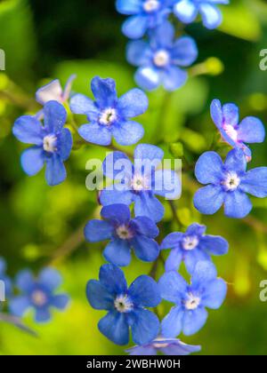 Cette image est une célébration joyeuse des fleurs Forget-Me-Not, leurs pétales bleu saphir saupoudrés sur le cadre comme des pierres précieuses sur un fond verdoyant. Les fleurs minuscules, mais vibrantes, avec leur centre jaune vif créent un motif captivant de couleur et de vie. Les subtiles variations des tons bleus et la texture délicate des pétales apportent une énergie dynamique à l'image, capturant l'essence de la touche de renouveau du printemps. Saphir Sprinkles : la danse vive des Forget-Me-Nots. Photo de haute qualité Banque D'Images