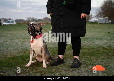 26 novembre 2023 : le gouvernement britannique prend des mesures pour interdire la race XL Bully après un certain nombre d'attaques mortelles. De nouvelles restrictions qui entrent en vigueur le 31 janvier font de tous les chiens XL Bully une obligation légale de garder en laisse et muselé lorsqu'ils sont en public. Il est également illégal de reproduire, vendre, annoncer, offrir, échanger, abandonnez ou laissez XL Bully Dogs s'égarer à partir de cette date. La photographie montre X L Bully Dogs lors d'un cours d'obéissance à Blackheath Common, Londres, Royaume-Uni. Crédit : Justin Griffiths-Williams/Alamy Live News Banque D'Images