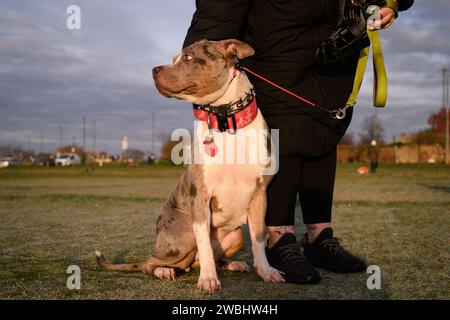 26 novembre 2023 : le gouvernement britannique prend des mesures pour interdire la race XL Bully après un certain nombre d'attaques mortelles. De nouvelles restrictions qui entrent en vigueur le 31 janvier font de tous les chiens XL Bully une obligation légale de garder en laisse et muselé lorsqu'ils sont en public. Il est également illégal de reproduire, vendre, annoncer, offrir, échanger, abandonnez ou laissez XL Bully Dogs s'égarer à partir de cette date. La photographie montre X L Bully Dogs lors d'un cours d'obéissance à Blackheath Common, Londres, Royaume-Uni. Crédit : Justin Griffiths-Williams/Alamy Live News Banque D'Images