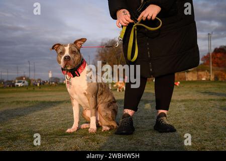 26 novembre 2023 : le gouvernement britannique prend des mesures pour interdire la race XL Bully après un certain nombre d'attaques mortelles. De nouvelles restrictions qui entrent en vigueur le 31 janvier font de tous les chiens XL Bully une obligation légale de garder en laisse et muselé lorsqu'ils sont en public. Il est également illégal de reproduire, vendre, annoncer, offrir, échanger, abandonnez ou laissez XL Bully Dogs s'égarer à partir de cette date. La photographie montre X L Bully Dogs lors d'un cours d'obéissance à Blackheath Common, Londres, Royaume-Uni. Crédit : Justin Griffiths-Williams/Alamy Live News Banque D'Images