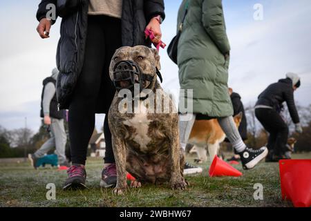 26 novembre 2023 : le gouvernement britannique prend des mesures pour interdire la race XL Bully après un certain nombre d'attaques mortelles. De nouvelles restrictions qui entrent en vigueur le 31 janvier font de tous les chiens XL Bully une obligation légale de garder en laisse et muselé lorsqu'ils sont en public. Il est également illégal de reproduire, vendre, annoncer, offrir, échanger, abandonnez ou laissez XL Bully Dogs s'égarer à partir de cette date. La photographie montre X L Bully Dogs lors d'un cours d'obéissance à Blackheath Common, Londres, Royaume-Uni. Crédit : Justin Griffiths-Williams/Alamy Live News Banque D'Images