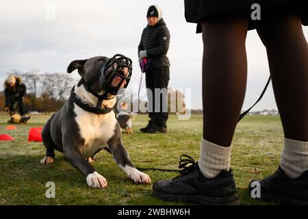 26 novembre 2023 : le gouvernement britannique prend des mesures pour interdire la race XL Bully après un certain nombre d'attaques mortelles. De nouvelles restrictions qui entrent en vigueur le 31 janvier font de tous les chiens XL Bully une obligation légale de garder en laisse et muselé lorsqu'ils sont en public. Il est également illégal de reproduire, vendre, annoncer, offrir, échanger, abandonnez ou laissez XL Bully Dogs s'égarer à partir de cette date. La photographie montre X L Bully Dogs lors d'un cours d'obéissance à Blackheath Common, Londres, Royaume-Uni. Crédit : Justin Griffiths-Williams/Alamy Live News Banque D'Images