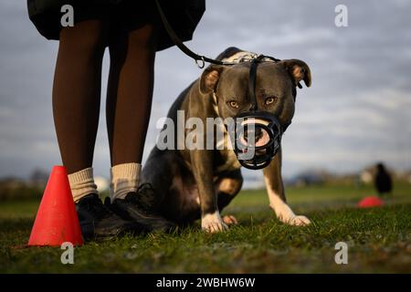 26 novembre 2023 : le gouvernement britannique prend des mesures pour interdire la race XL Bully après un certain nombre d'attaques mortelles. De nouvelles restrictions qui entrent en vigueur le 31 janvier font de tous les chiens XL Bully une obligation légale de garder en laisse et muselé lorsqu'ils sont en public. Il est également illégal de reproduire, vendre, annoncer, offrir, échanger, abandonnez ou laissez XL Bully Dogs s'égarer à partir de cette date. La photographie montre X L Bully Dogs lors d'un cours d'obéissance à Blackheath Common, Londres, Royaume-Uni. Crédit : Justin Griffiths-Williams/Alamy Live News Banque D'Images