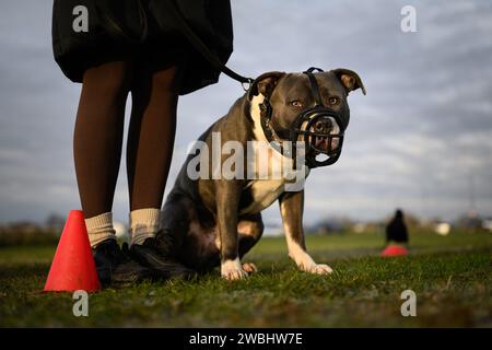 26 novembre 2023 : le gouvernement britannique prend des mesures pour interdire la race XL Bully après un certain nombre d'attaques mortelles. De nouvelles restrictions qui entrent en vigueur le 31 janvier font de tous les chiens XL Bully une obligation légale de garder en laisse et muselé lorsqu'ils sont en public. Il est également illégal de reproduire, vendre, annoncer, offrir, échanger, abandonnez ou laissez XL Bully Dogs s'égarer à partir de cette date. La photographie montre X L Bully Dogs lors d'un cours d'obéissance à Blackheath Common, Londres, Royaume-Uni. Crédit : Justin Griffiths-Williams/Alamy Live News Banque D'Images