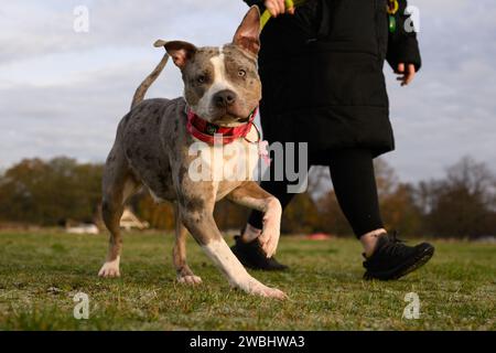 26 novembre 2023 : le gouvernement britannique prend des mesures pour interdire la race XL Bully après un certain nombre d'attaques mortelles. De nouvelles restrictions qui entrent en vigueur le 31 janvier font de tous les chiens XL Bully une obligation légale de garder en laisse et muselé lorsqu'ils sont en public. Il est également illégal de reproduire, vendre, annoncer, offrir, échanger, abandonnez ou laissez XL Bully Dogs s'égarer à partir de cette date. La photographie montre X L Bully Dogs lors d'un cours d'obéissance à Blackheath Common, Londres, Royaume-Uni. Crédit : Justin Griffiths-Williams/Alamy Live News Banque D'Images