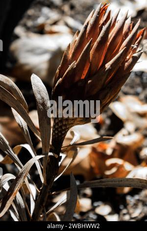 Le roi protea est un membre de la famille des fynbos, et contient la plus grande fleur de tous les autres genres protea. Banque D'Images