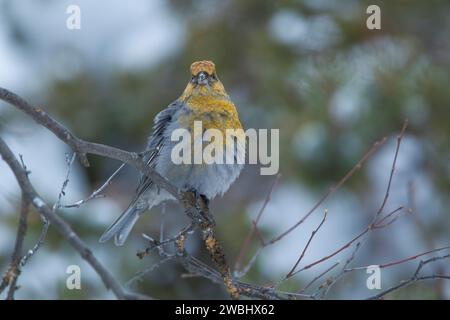 Grosbeak femelle de pin (Pinicola enucléator) perché sur une branche mince contre la neige sur les pins, montrant les détails du plumage avant dans une lumière douce. Borea Banque D'Images