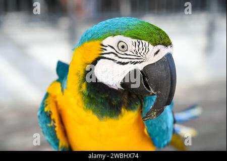 Portrait de bel oiseau exotique. Grand perroquet coloré regarde la caméra. Gros plan de la tête de Macaw coloré. Banque D'Images