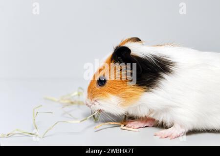 Un petit cobaye mange du foin, gros plan. Soins aux animaux. Banque D'Images