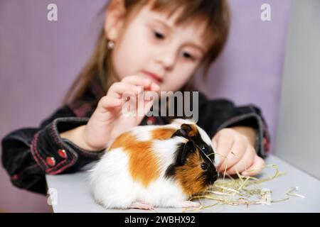 Vue rapprochée de deux petits cobayes. Mignon bébé souriant heureux jouant avec son animal de compagnie. Photo à mise au point sélective d'un animal Banque D'Images