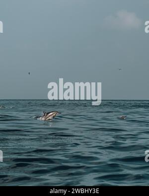 Dauphins jouant dans les eaux libres au large de Shoab Beach, Socotra, Yémen. Banque D'Images