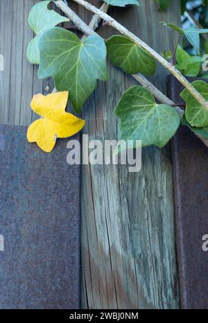 Fond de bois et de fer traversé par quelques Hedera, communément appelé lierre. une des feuilles jaunes sur le point de tomber. Banque D'Images