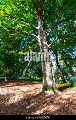 Hêtre européen (Fagus sylvatica) dans le jardin botanique de l'Université Sopron, Sopron, Hongrie Banque D'Images