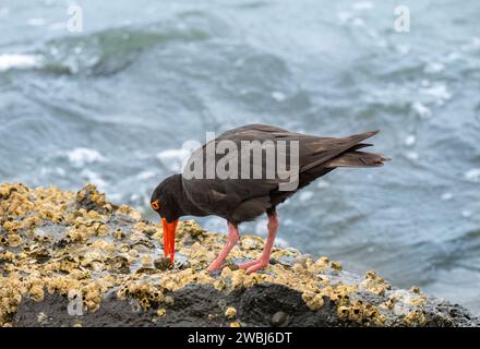 L'oiseau de rivage noir Sooty Oystercatcher (Haematopus fuliginosus) avec un long bec orange-rouge, des yeux rouges et des pattes rouges-roses robustes. Collecte de nourriture. Banque D'Images