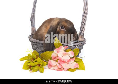 Lapin décoratif dans un panier et fleurs, isolé sur un fond blanc Banque D'Images