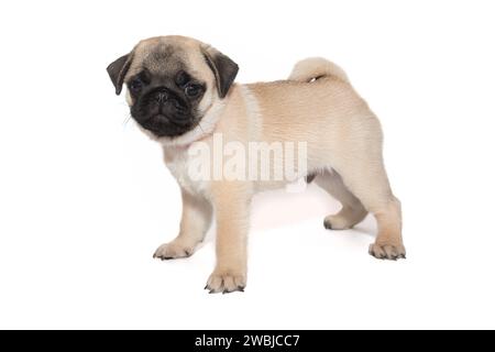 Chiot chiot beige avec un museau noir, âgé d'un mois et demi, se tient sur le côté. Isolé sur fond blanc Banque D'Images