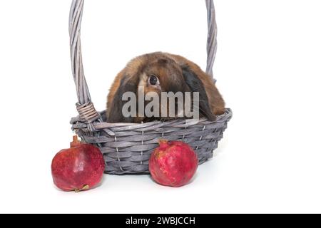 Lapin décoratif dans un panier et grenades, isolé sur un fond blanc Banque D'Images
