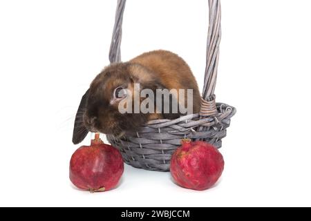 Lapin décoratif dans un panier et grenades, isolé sur un fond blanc Banque D'Images