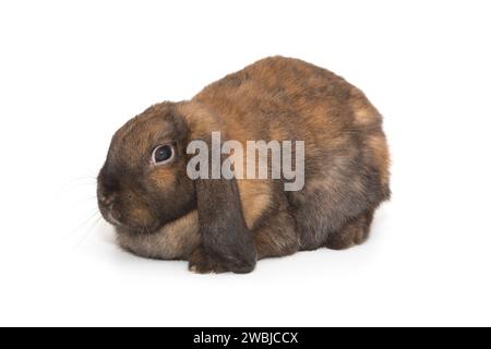 Décoratif, petit lapin aux oreilles pliées de couleur brune, bélier de race, isolé sur un fond blanc. Banque D'Images