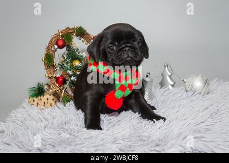 Chiot noir PUG sur fond gris avec décorations de Noël Banque D'Images