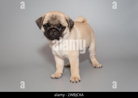 Petit chiot chiot beige se tient sur le côté sur un fond gris Banque D'Images