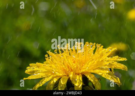 Pissenlit Taraxacum officinale comme une fleur de mur, est un artiste pionnier de la plante et de la survie qui peut également prospérer sur des routes de gravier. Magnifique débit de Taraxacum Banque D'Images