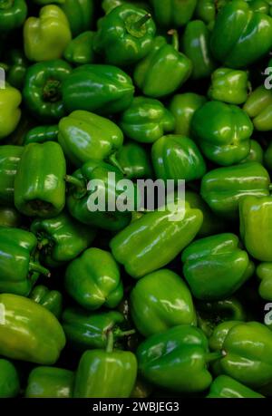 Poivre bulgare vert frais sur un comptoir dans le supermarché. Banque D'Images