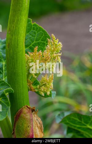 Fleur de rhubarbe gros plan, Rheum australienne, bourgeon de fleur de rhubarbe indienne. Banque D'Images