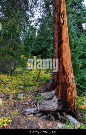 Un arbre magnifiquement majestueux se dresse haut avec ses racines exposées dans une forêt Banque D'Images