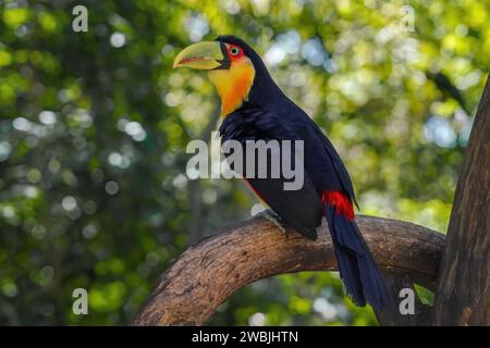Toucan à bouts rouges ou toucan à bec vert (Ramphastos dicolorus) Banque D'Images